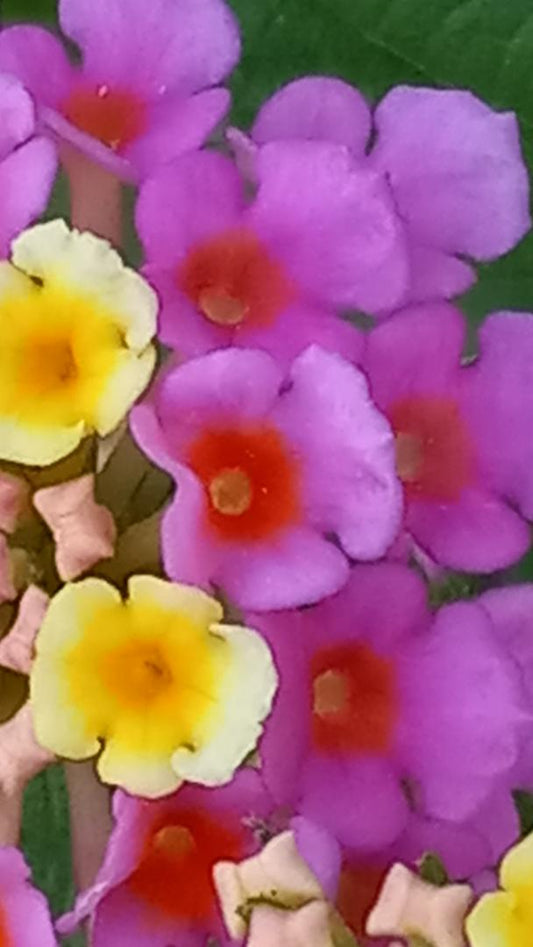 'Dance' Collection by Tanya Lee Raycroft 2025