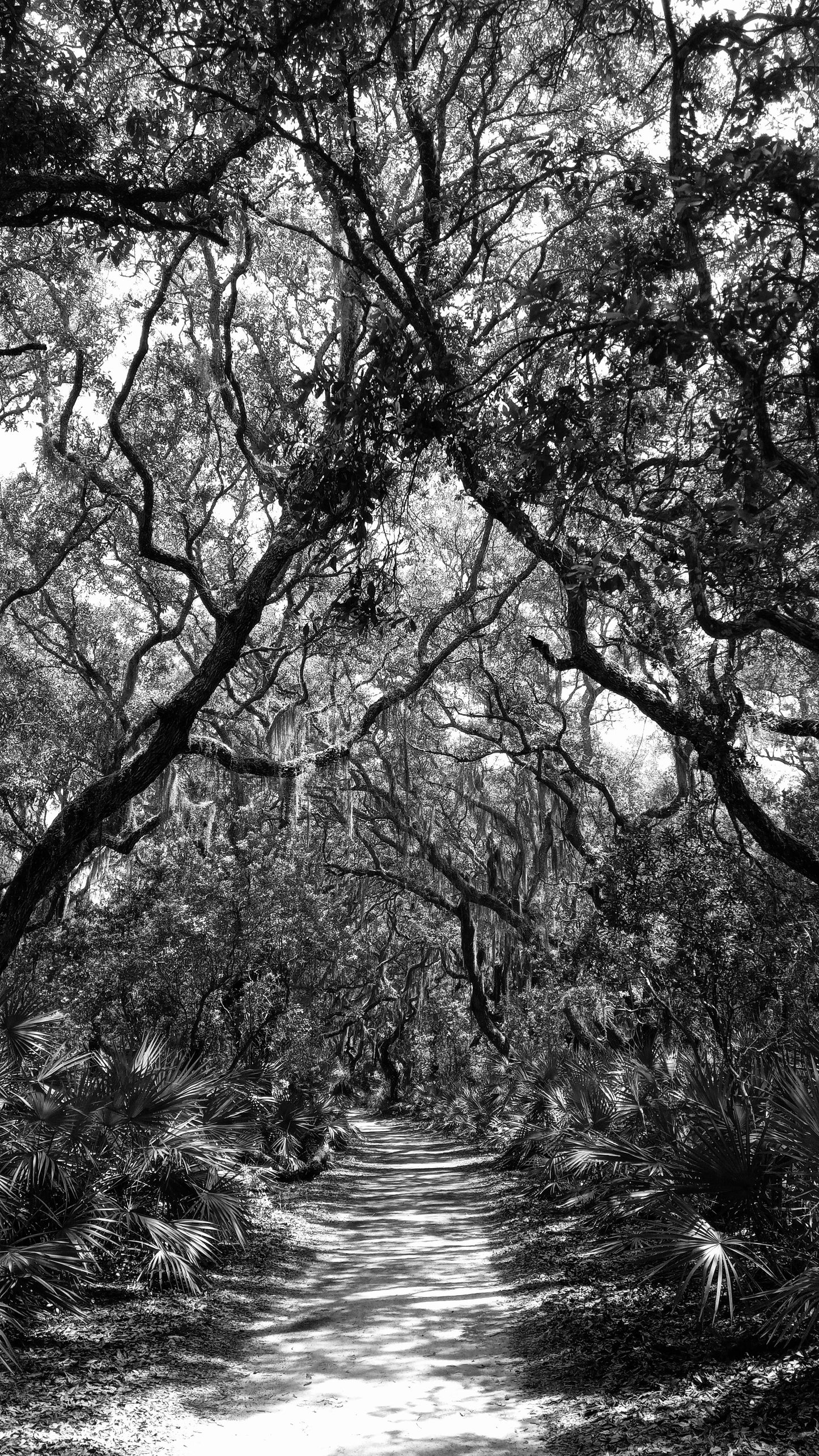 'The Walk' by Tanya Lee Raycroft 2022