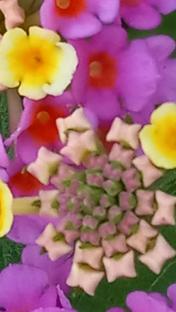 'Dance' Collection by Tanya Lee Raycroft 2025