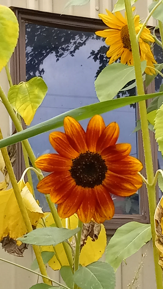 Event Planner Tanya Lee Raycroft LLC